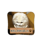 いやしのニャンコⅥ（個別スタンプ：3）