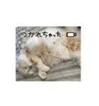 いやしのニャンコⅥ（個別スタンプ：12）