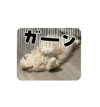 いやしのニャンコⅥ（個別スタンプ：13）