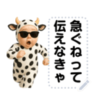 エッホエッホ うし柄 赤ちゃん 伝えなきゃ（個別スタンプ：13）