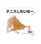 柴犬のテニス部ライフ（個別スタンプ：1）