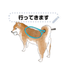 柴犬のテニス部ライフ（個別スタンプ：2）