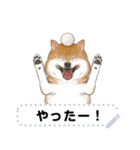 柴犬のテニス部ライフ（個別スタンプ：5）