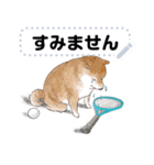 柴犬のテニス部ライフ（個別スタンプ：6）
