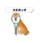 柴犬のテニス部ライフ（個別スタンプ：10）