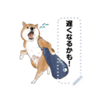 柴犬のテニス部ライフ（個別スタンプ：16）