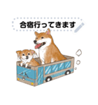 柴犬のテニス部ライフ（個別スタンプ：24）