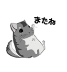 チンチラちゃんがいっぱい！【第一弾】（個別スタンプ：11）