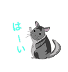 チンチラちゃんがいっぱい！【第一弾】（個別スタンプ：21）