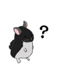 チンチラちゃんがいっぱい！【第一弾】（個別スタンプ：31）