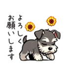 夏のシュナウザー（個別スタンプ：10）