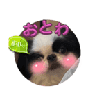 おとわさま狆の音羽❤️（個別スタンプ：1）