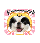 おとわさま狆の音羽❤️（個別スタンプ：2）