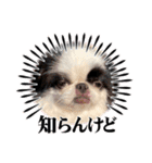 おとわさま狆の音羽❤️（個別スタンプ：3）
