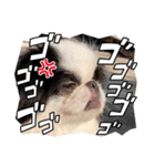 おとわさま狆の音羽❤️（個別スタンプ：4）