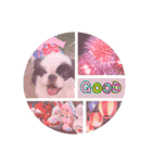 おとわさま狆の音羽❤️（個別スタンプ：5）