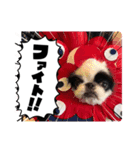 おとわさま狆の音羽❤️（個別スタンプ：6）