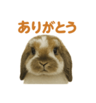 ツンデレうさぎ・ももの毎日スタンプ！（個別スタンプ：1）