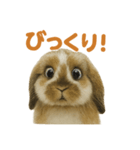 ツンデレうさぎ・ももの毎日スタンプ！（個別スタンプ：6）
