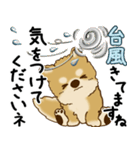柴犬 2025 「丁寧な言葉・気遣い」（個別スタンプ：21）