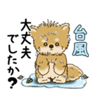 柴犬 2025 「丁寧な言葉・気遣い」（個別スタンプ：22）