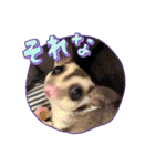 うちのモモンガ(2856)（個別スタンプ：12）