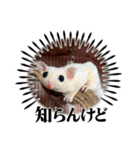 うちのモモンガ(2856)（個別スタンプ：13）