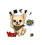キュートなチワワのLINEスタンプ（個別スタンプ：9）