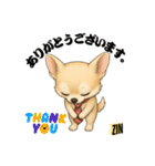 キュートなチワワのLINEスタンプ（個別スタンプ：11）