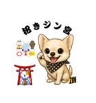 キュートなチワワのLINEスタンプ（個別スタンプ：23）