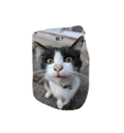 ねこ犬サンバ！（個別スタンプ：1）