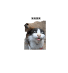 ねこ犬サンバ！（個別スタンプ：3）
