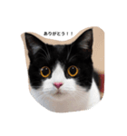 ねこ犬サンバ！（個別スタンプ：4）