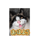 ねこ犬サンバ！（個別スタンプ：7）