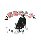 『柴犬』のスタンプ（個別スタンプ：14）