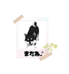 『柴犬』のスタンプ（個別スタンプ：20）