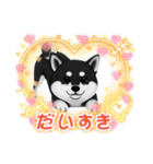 『柴犬』のスタンプ（個別スタンプ：37）