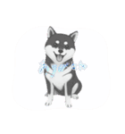『柴犬』のスタンプ（個別スタンプ：39）