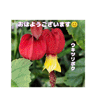 梅雨どきの山野草を添えて 日常のご挨拶（個別スタンプ：1）