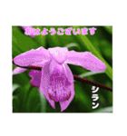 梅雨どきの山野草を添えて 日常のご挨拶（個別スタンプ：2）