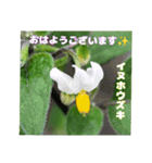 梅雨どきの山野草を添えて 日常のご挨拶（個別スタンプ：3）