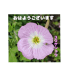 梅雨どきの山野草を添えて 日常のご挨拶（個別スタンプ：4）