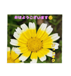 梅雨どきの山野草を添えて 日常のご挨拶（個別スタンプ：5）