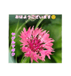 梅雨どきの山野草を添えて 日常のご挨拶（個別スタンプ：6）