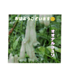 梅雨どきの山野草を添えて 日常のご挨拶（個別スタンプ：8）