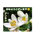 梅雨どきの山野草を添えて 日常のご挨拶（個別スタンプ：10）