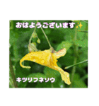梅雨どきの山野草を添えて 日常のご挨拶（個別スタンプ：11）