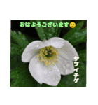 梅雨どきの山野草を添えて 日常のご挨拶（個別スタンプ：12）