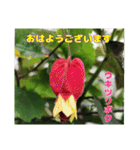 梅雨どきの山野草を添えて 日常のご挨拶（個別スタンプ：13）
