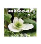 梅雨どきの山野草を添えて 日常のご挨拶（個別スタンプ：14）